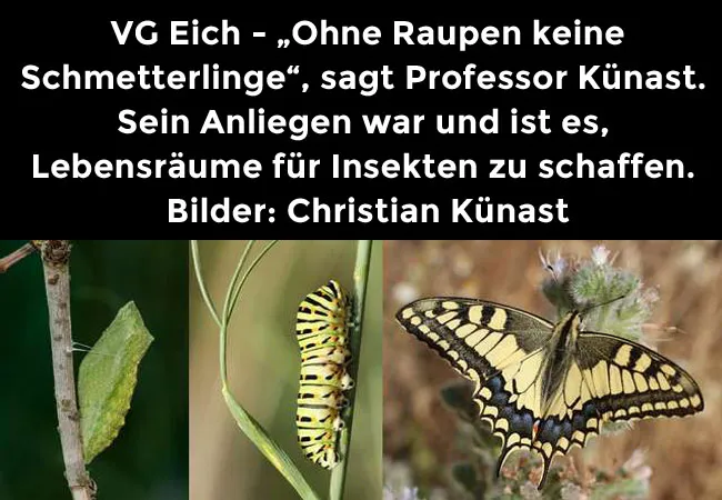 VG Eich - „Ohne Raupen keine Schmetterlinge“, sagt Professor Künast. Sein Anliegen war und ist es, Lebensräume für Insekten zu schaffen. Bilder: Christian Künast