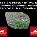 Terror an Natur in VG Eich - Bartblume überlebt Anschlag von SPD OV Eich auf Biodiversität. Naturzerstörer Bernd Hermann verschanzt sich.