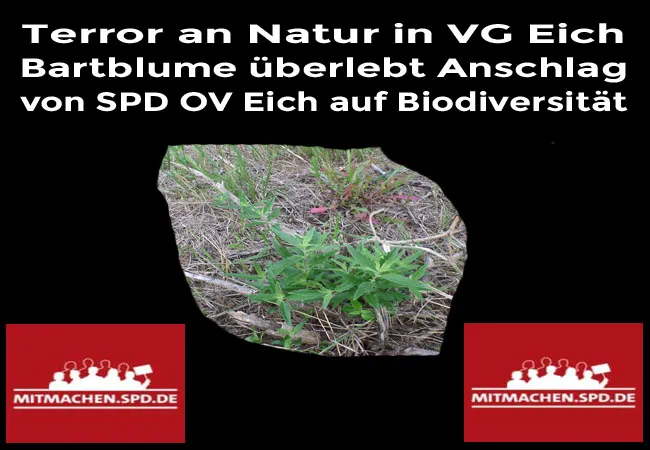 Terror an Natur in VG Eich - Bartblume überlebt Anschlag von SPD OV Eich auf Biodiversität. Naturzerstörer Bernd Hermann verschanzt sich.