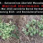 VG Eich – Katzenminze überlebt Massaker 2023 von SPD Bernd Hermann. Im Mai 2023 zerstörte Bernd Hermann zwanzig Blüh- und Bestäuberpflanzen.