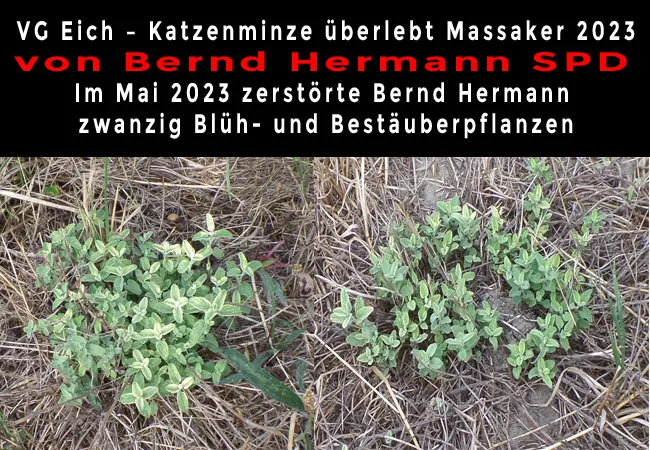 VG Eich – Katzenminze überlebt Massaker 2023 von SPD Bernd Hermann. Im Mai 2023 zerstörte Bernd Hermann zwanzig Blüh- und Bestäuberpflanzen.