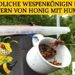 Friedliche Wespenkönigin beim Futtern von Honig mit Hummel in VG Eich. Nur wenn wir die Natur schützen, sind solche Bilder noch möglich!
