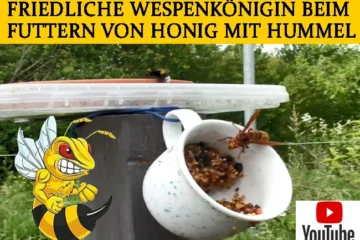 Friedliche Wespenkönigin beim Futtern von Honig mit Hummel in VG Eich