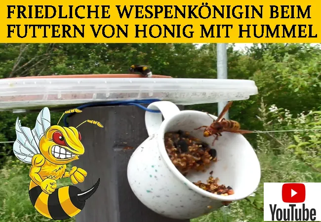Friedliche Wespenkönigin beim Futtern von Honig mit Hummel in VG Eich. Nur wenn wir die Natur schützen, sind solche Bilder noch möglich!